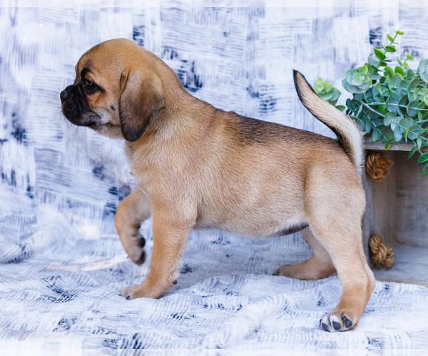 Medium Photo #13 Puggle Puppy For Sale in WAKARUSA, IN, USA