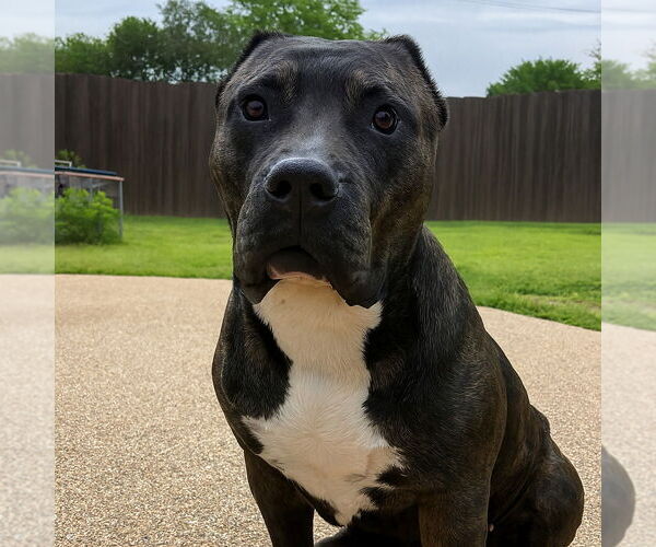 Medium Photo #1 American Pit Bull Terrier Puppy For Sale in Vail, AZ, USA