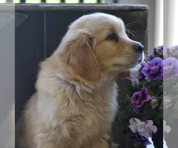 Medium Photo #2 Golden Retriever Puppy For Sale in PARADISE, PA, USA