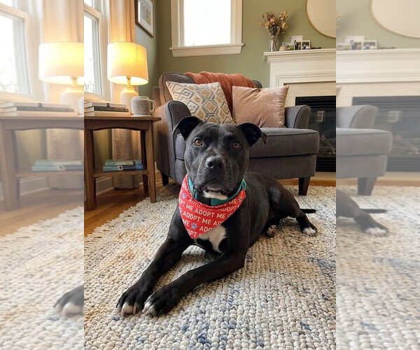 Medium Photo #2 American Pit Bull Terrier-Unknown Mix Puppy For Sale in Germantown, OH, USA