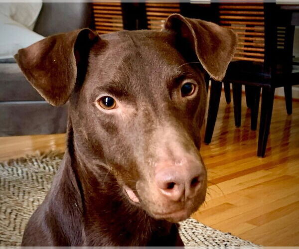 Medium Photo #1 Doberman Pinscher-Labrador Retriever Mix Puppy For Sale in New York, NY, USA
