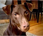 Small Doberman Pinscher-Labrador Retriever Mix