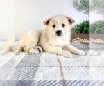 Small Photo #5 Miniature Australian Shepherd-Pomeranian Mix Puppy For Sale in GREENFIELD, IN, USA