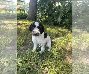 Bernese Mountain Dog-Unknown Mix Dogs for adoption in Valrico, FL, USA