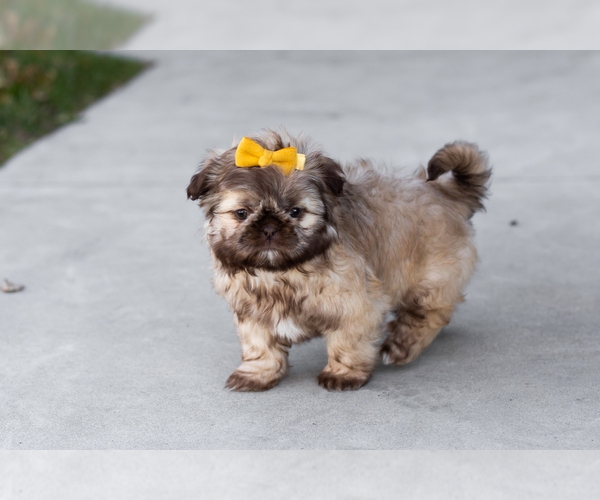 Medium Photo #2 Shih Tzu Puppy For Sale in WAKARUSA, IN, USA