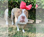 Small #8 American Pit Bull Terrier Mix