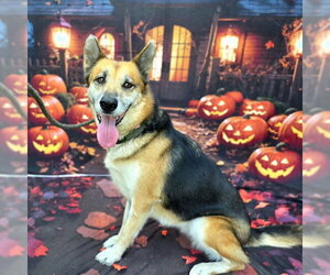 *MARGOT - Female German Shepherd Dog Dog for Adoption - Photo #2