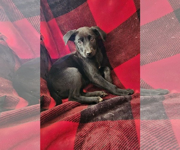 Medium Photo #1 Labrador Retriever-Unknown Mix Puppy For Sale in SHERBURNE, NY, USA