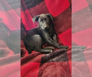 Labrador Retriever-Unknown Mix Dogs for adoption in SHERBURNE, NY, USA