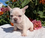 Small #7 French Bulldog
