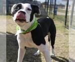 Small #2 American Staffordshire Terrier Mix