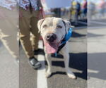 Small #5 Bulldog-Staffordshire Bull Terrier Mix