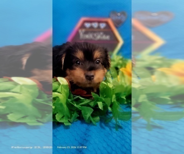 Medium Photo #184 Yorkshire Terrier Puppy For Sale in AKRON, OH, USA