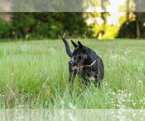 Charlotte Webb - Female German Shepherd Dog-Unknown Mix Dog for Adoption - Photo #6