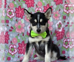 Pomsky Puppy for sale in LANCASTER, PA, USA