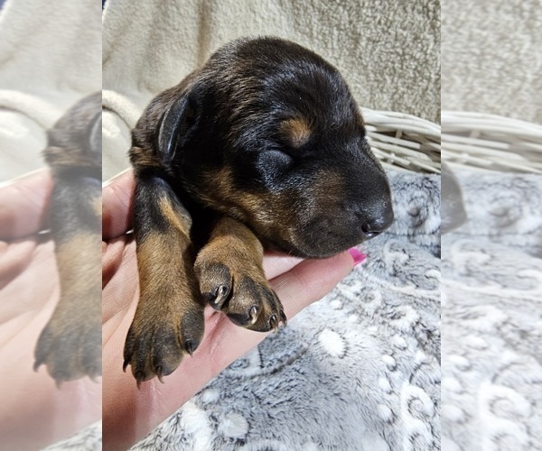 Medium Photo #3 Doberman Pinscher Puppy For Sale in COTTON, MN, USA