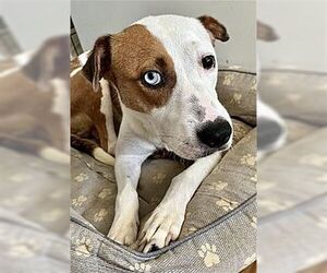 Poppy - Female Mutt Dog for Adoption - Photo #4