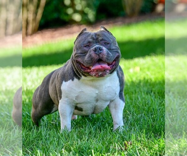 Medium Photo #1 American Bully Puppy For Sale in CORBIN, KY, USA