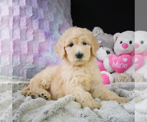 Goldendoodle Puppy for sale in ITASCA, TX, USA