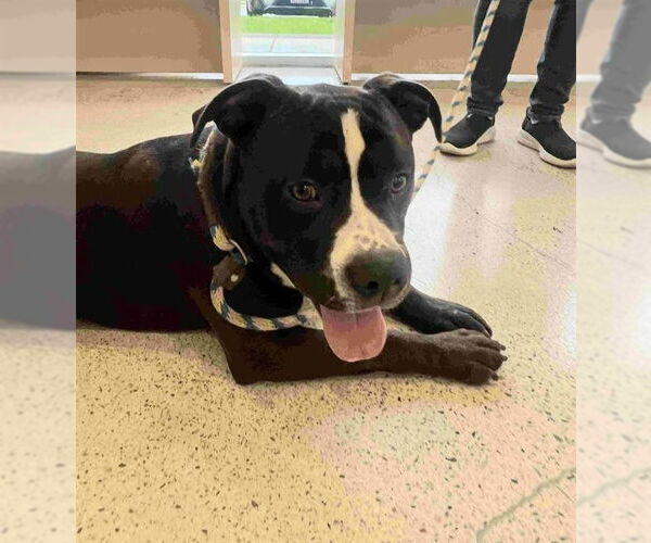 Medium Photo #4 American Staffordshire Terrier-Unknown Mix Puppy For Sale in Lake Forest, CA, USA