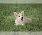 Small Photo #1 Pembroke Welsh Corgi Puppy For Sale in ELKTON, KY, USA