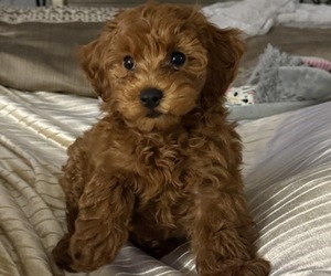 Maltipoo Puppy for sale in ATLANTA, GA, USA