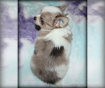 Puppy Longhair Cortez Chihuahua