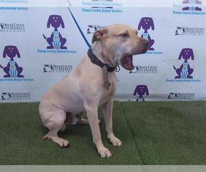 American Pit Bull Terrier Dogs for adoption in Orlando, FL, USA