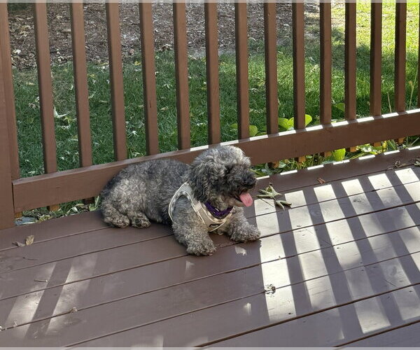 Medium Photo #5 Poodle (Miniature) Puppy For Sale in Wheaton, IL, USA