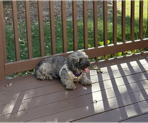 Ella - Female Poodle (Miniature) Dog for Adoption - Photo #5