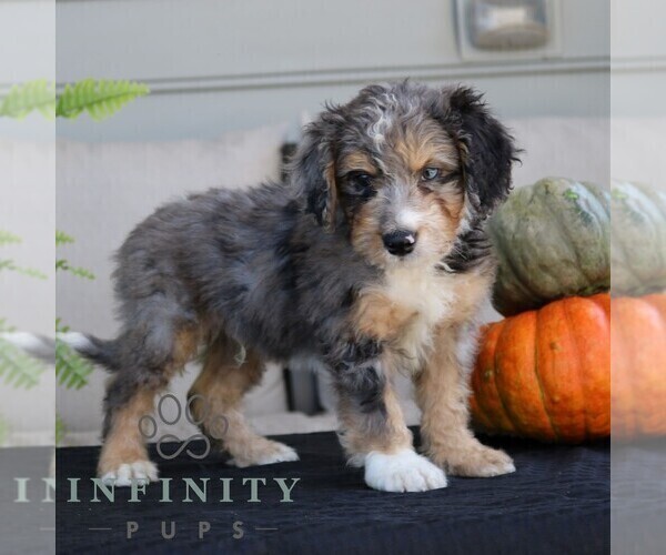 Medium Photo #2 Bernedoodle (Miniature) Puppy For Sale in NARVON, PA, USA