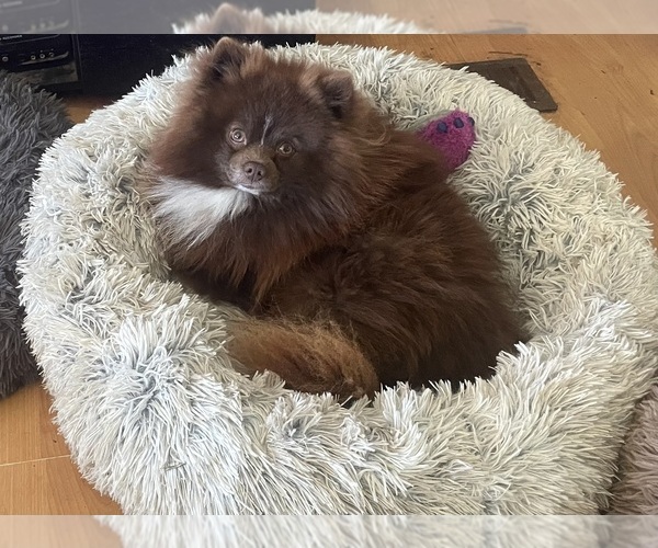 Medium Photo #1 Pomeranian Puppy For Sale in INOLA, OK, USA