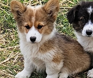 Pembroke Welsh Corgi Puppy for sale in MILTON, WI, USA