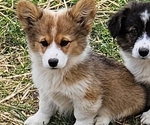 Small Pembroke Welsh Corgi