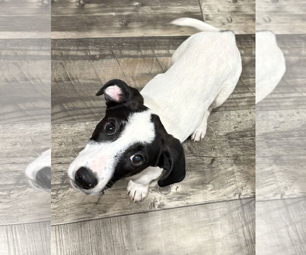 Medium Photo #2 Mutt Puppy For Sale in Mount Pleasant, SC, USA