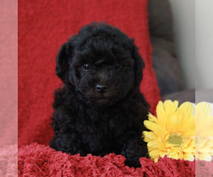 Poodle (Toy)-Yorkshire Terrier Mix Puppy for sale in GAP, PA, USA
