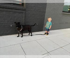 BELLA K LOW FEE!! - Female German Shepherd Dog-Unknown Mix Dog for Adoption - Photo #3