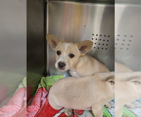 Medium Photo #1 Mutt Puppy For Sale in Rancho Cucamonga, CA, USA