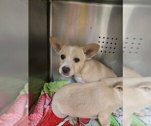 Mutt Dogs for adoption in Rancho Cucamonga, CA, USA