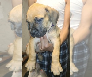 Boerboel Puppy for Sale in CINCINNATI, Ohio USA
