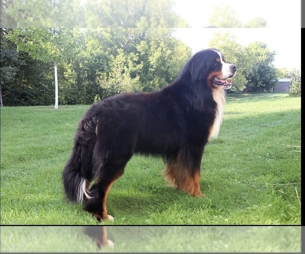 Medium Photo #1 Bernese Mountain Dog Puppy For Sale in DRAIN, OR, USA