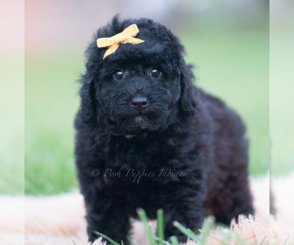 Medium Photo #43 Goldendoodle (Miniature) Puppy For Sale in WARSAW, IN, USA