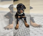 Puppy Grey collar Doberman Pinscher
