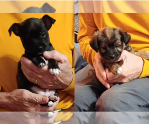 Chihuahua-Chorkie Mix Dog for Adoption in GRAND RAPIDS, Michigan USA