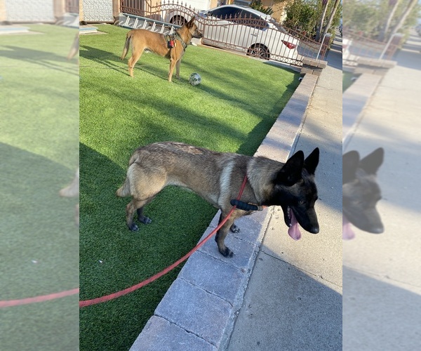 Medium Photo #5 Belgian Malinois Puppy For Sale in OXNARD, CA, USA