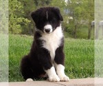 Small #7 Australian Shepherd