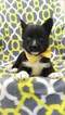 Small Photo #6 Pomsky Puppy For Sale in LANCASTER, PA, USA