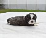 Small #1 Shih Tzu
