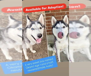 Siberian Husky Dogs for adoption in Boston, MA, USA