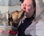 Small #9 American Pit Bull Terrier-Bulldog Mix